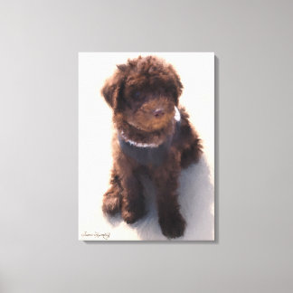LIENZO LABRADOODLE PUPPY AUSTRALIANO