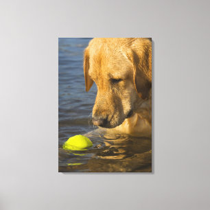 Lienzo Labrador amarillo con una pelota de tenis en el