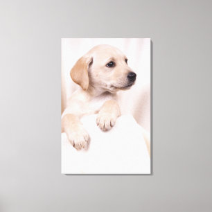 Lienzo Labrador Puppy