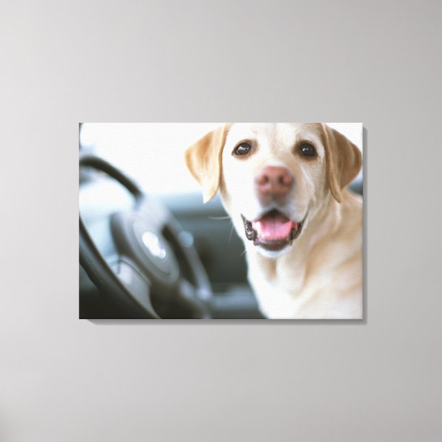 Lienzo Labrador Retriever (Anverso)