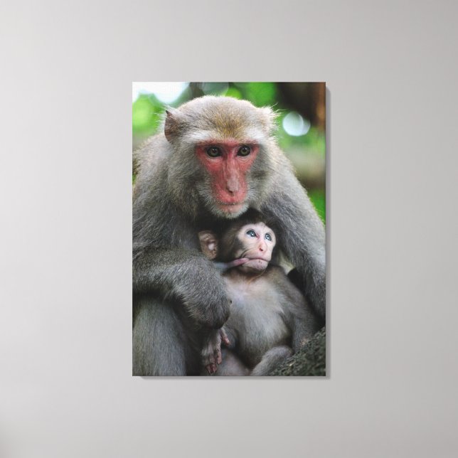Lienzo Lactancia de mono alimentando a su bebé (Anverso)