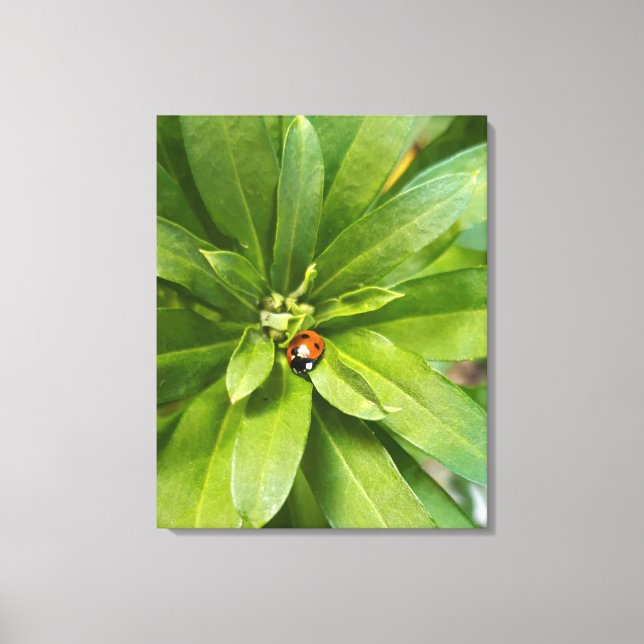 Lienzo Ladybug en Flores (Anverso)
