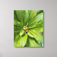 Ladybug en Flores