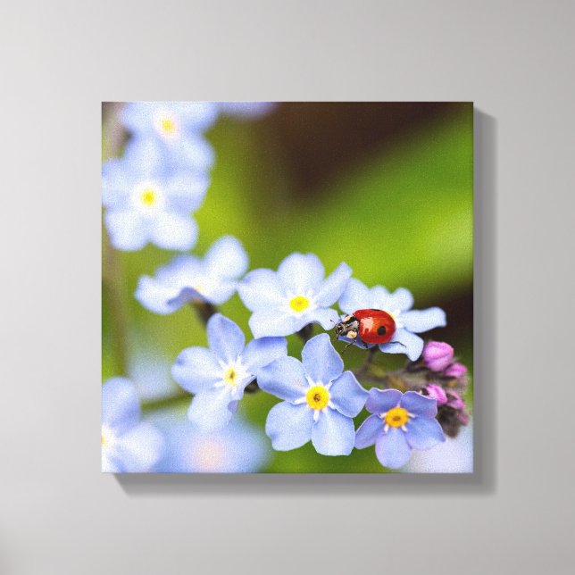 Lienzo Ladybug en Forget-me-not (Anverso)