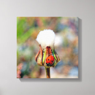 Lienzo Ladybug insecto primavera verde rojo lindo entorno
