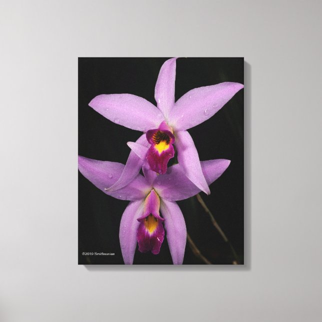 Lienzo Laelia Anceps (Anverso)