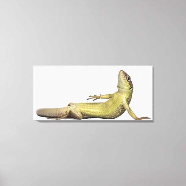 Lienzo Lagartija mural tumbada - Podarcis muralis (Anverso)
