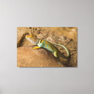 Lienzo Lagarto de collar