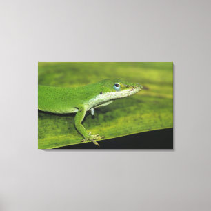 Lienzo Lagarto verde, Anolis carolinensis, adulto en palm