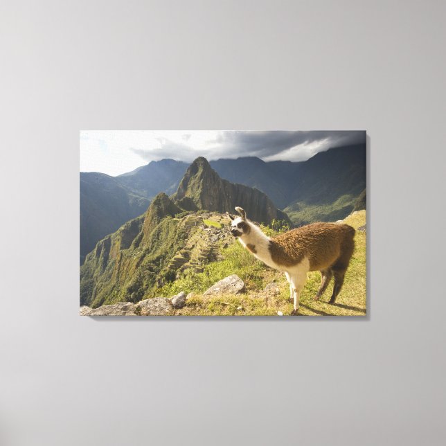 Lienzo Lamas y una mirada de Machu Picchu, (Anverso)
