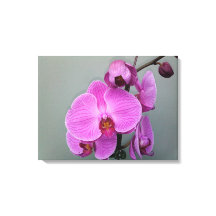 Lámina ORCHID PINK