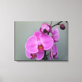 Lienzo Lámina ORCHID PINK