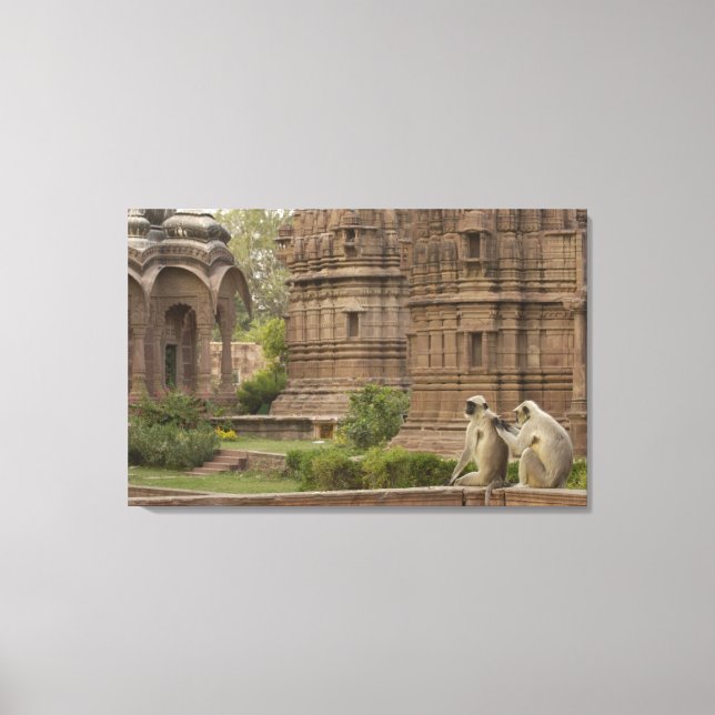 Lienzo Langurs de Hanuman o de cara negra, común o gris (Anverso)