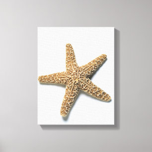 Lienzo Las estrellas de mar descascan en el fondo blanco