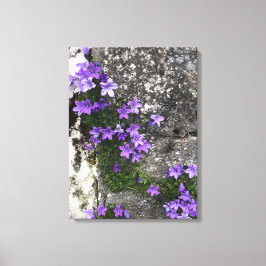 Lienzo Las flores de Campanula crecen en una pared