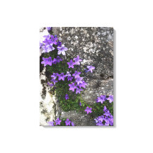 Las flores de Campanula crecen en una pared