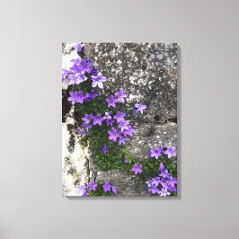 Lienzo Las flores de Campanula crecen en una pared