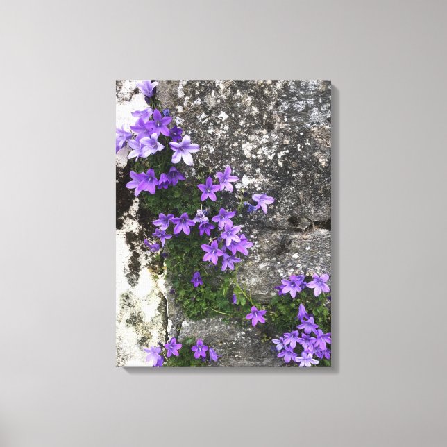 Lienzo Las flores de Campanula crecen en una pared (Anverso)