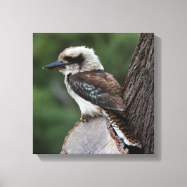 Lienzo Laughing Kookaburra Australia Bird