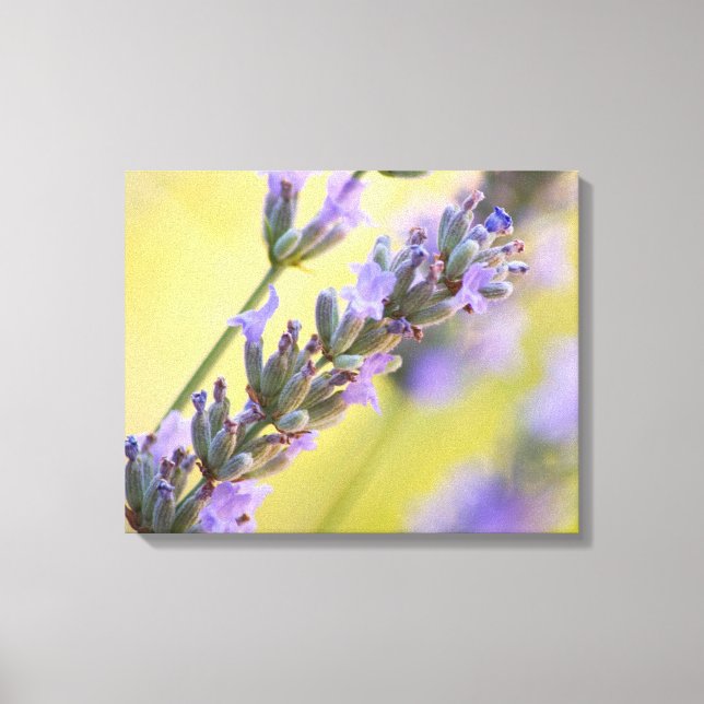 Lienzo Lavanda dulce (Anverso)