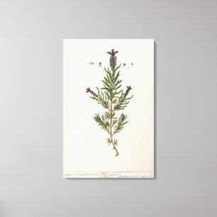 Lienzo Lavanda francesa, plato 241 de A Curious Herbal