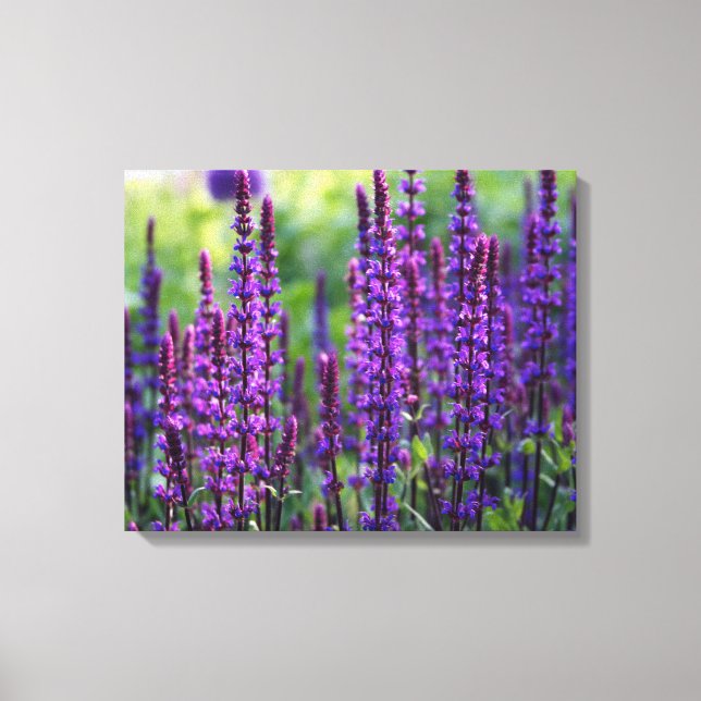 Lienzo Lavender Lilac Photo Canvas (Anverso)