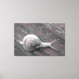 Lienzo LavishlyOn Moderne Pink Gray Snail En La Acera