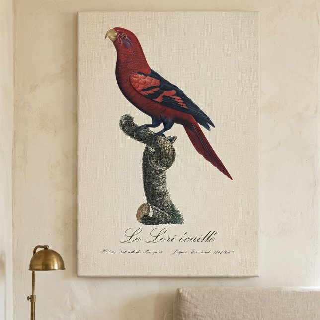 Lienzo Le Lori ecaille / Loria de barro azul (Blue-Streaked Lory, Trichoglossus reticulatus. Canvas Print)