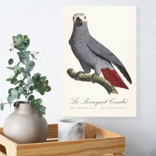 Lienzo Le Perroquet Cendre - ilustracion del siglo XIX