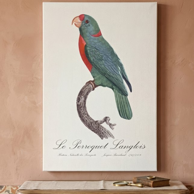 Lienzo Le Perroquet Langlois (Le Perroquet Langlois by Jacques Barraband. Canvas Print)