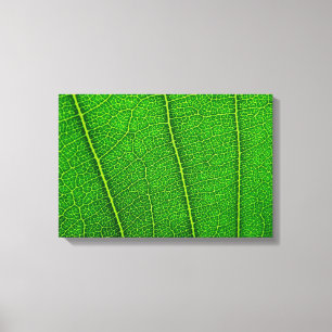 Lienzo Leaf