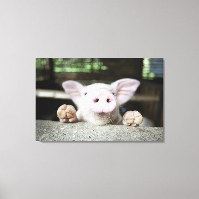 Lienzo Lechón en pluma, lechón (Anverso)