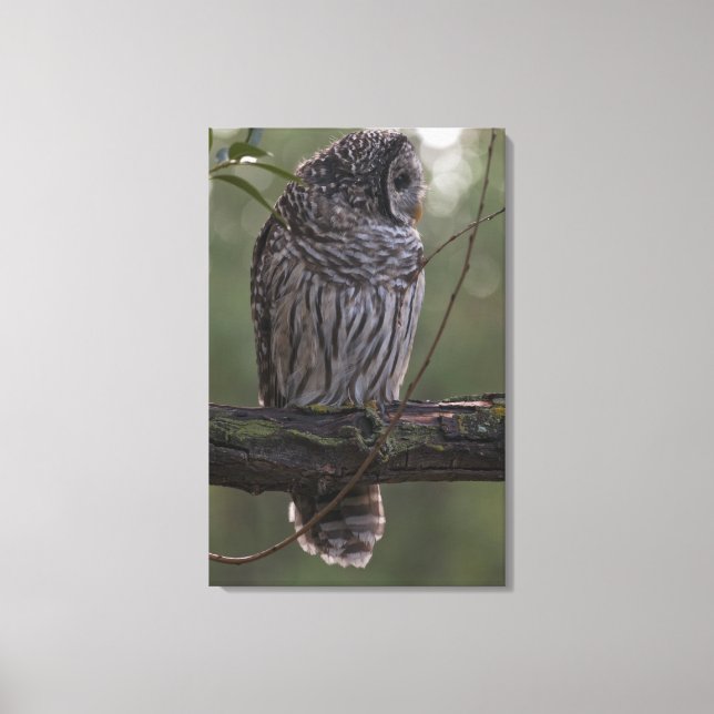 Lienzo Lechuza Barred Juvenil (Strix varia) 2 (Anverso)