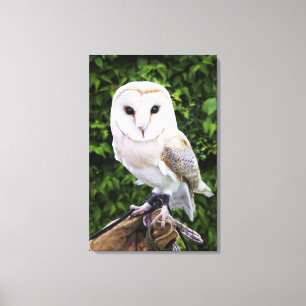 Lienzo Lechuza común (Tyto Alba) en guante