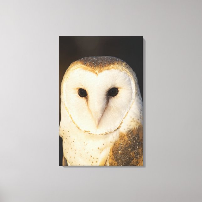 Lienzo Lechuza de grano macho (Tyto alba), EE.UU. (Anverso)
