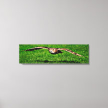 Lechuza En Liftoff Closeup Panoramic Canvas Print
