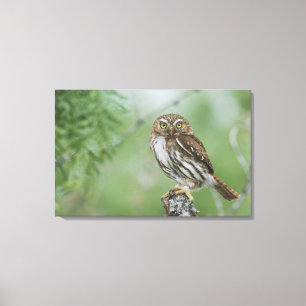 Lienzo Lechuza Ferroviaria, Glaucidium brasilianum, 3