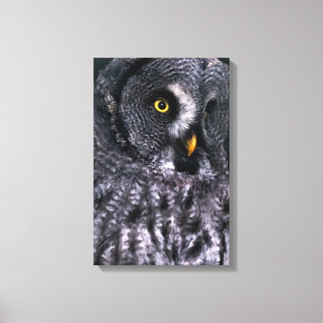 Lienzo Lechuza gris grande (Anverso)