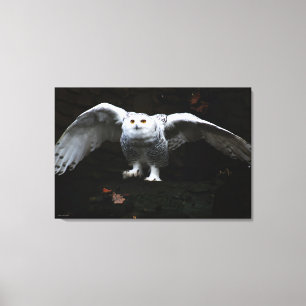 Lienzo Lechuza nevada con Wings abiertos 36x24 (90x60cm)