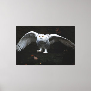 Lienzo Lechuza nevada con Wings abiertos 60x40 (150x100cm