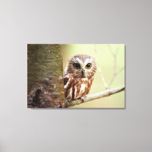 Lienzo Lechuza pequeña Ontarios