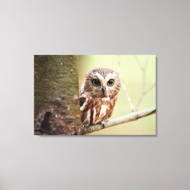 Lienzo Lechuza pequeña | Ontarios (Anverso)