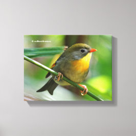 Lienzo Leiothrix colorida / Pekin Robin Songbird