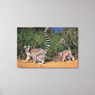 Lienzo Lémures de cola anillada (Lemur Catta), Berenty
