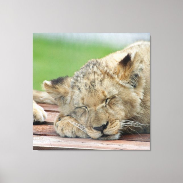 Lienzo León 014 (Anverso)