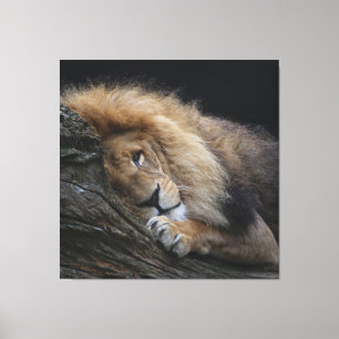 Lienzo León 030