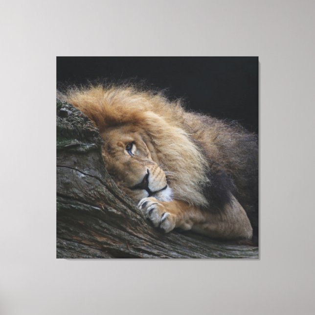 Lienzo León 030 (Anverso)