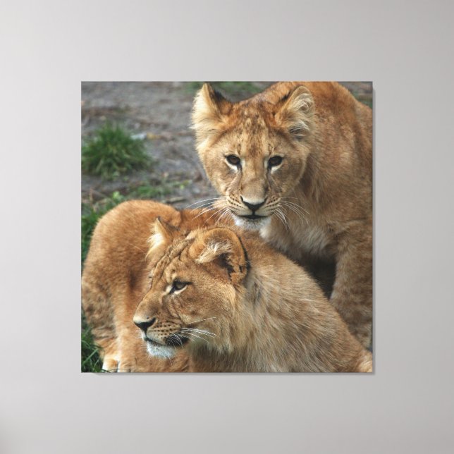 Lienzo León 033 (Anverso)