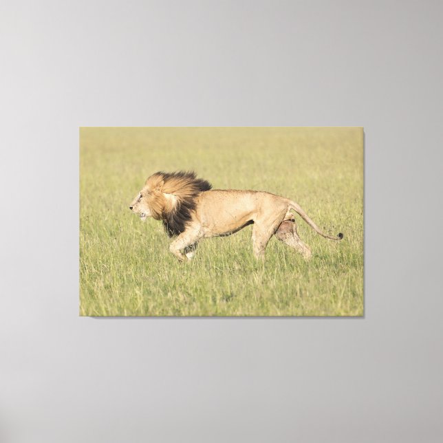 Lienzo León africano en la imagen de lona envuelta en Sav (Anverso)