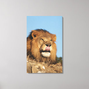 Lienzo León africano (Panthera Leo), sabana africana